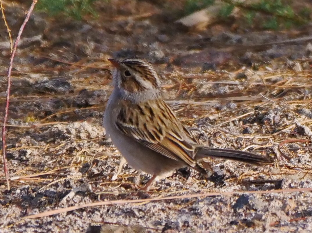 Clay-colored Sparrow - ML444049401