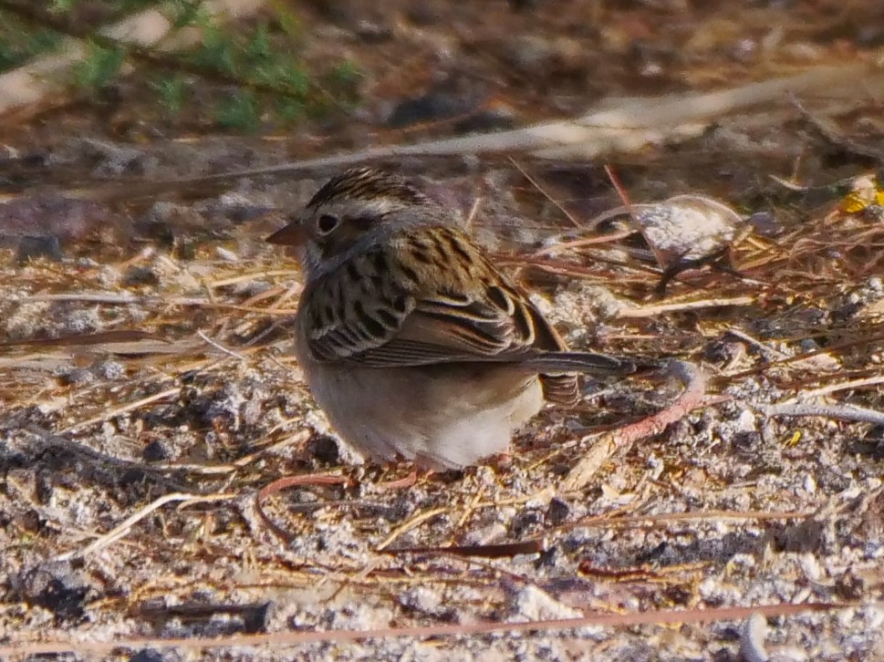 Clay-colored Sparrow - ML444049421