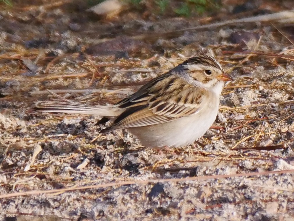 Clay-colored Sparrow - ML444049431