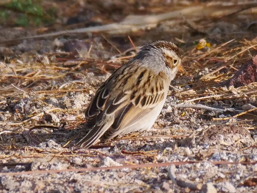 Clay-colored Sparrow - ML444049441