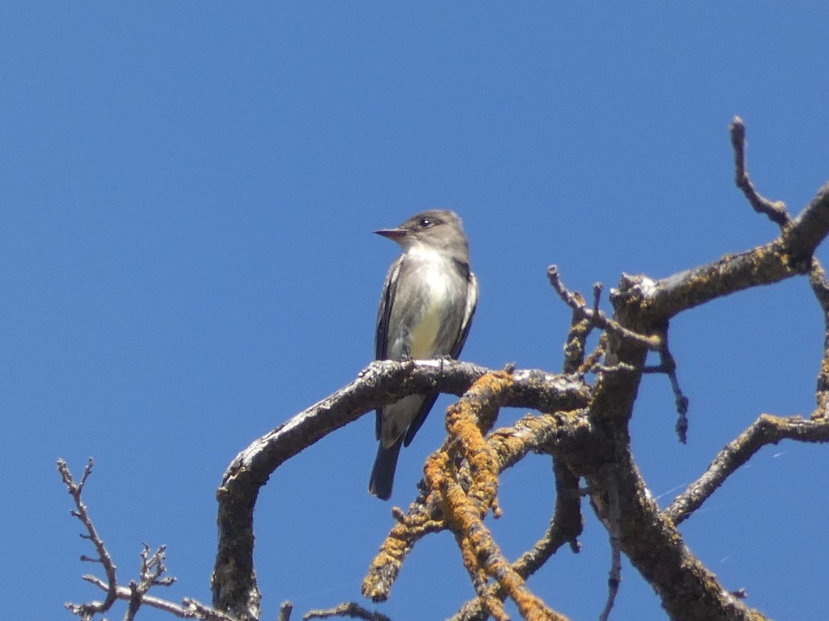 Olive-sided Flycatcher - ML444050531