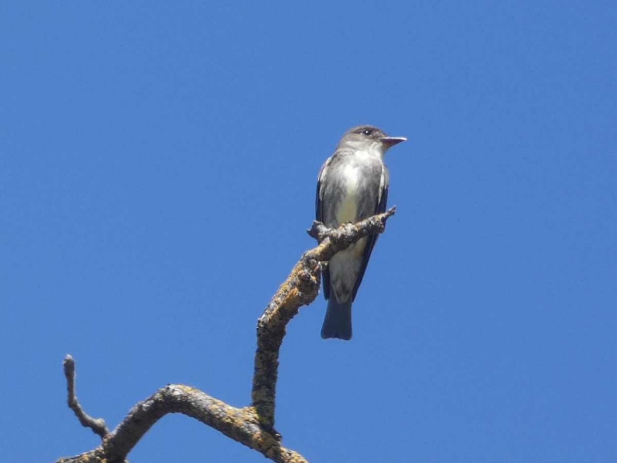 Olive-sided Flycatcher - Garry Hayes