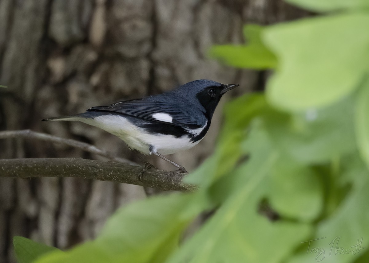 Black-throated Blue Warbler - ML444051521