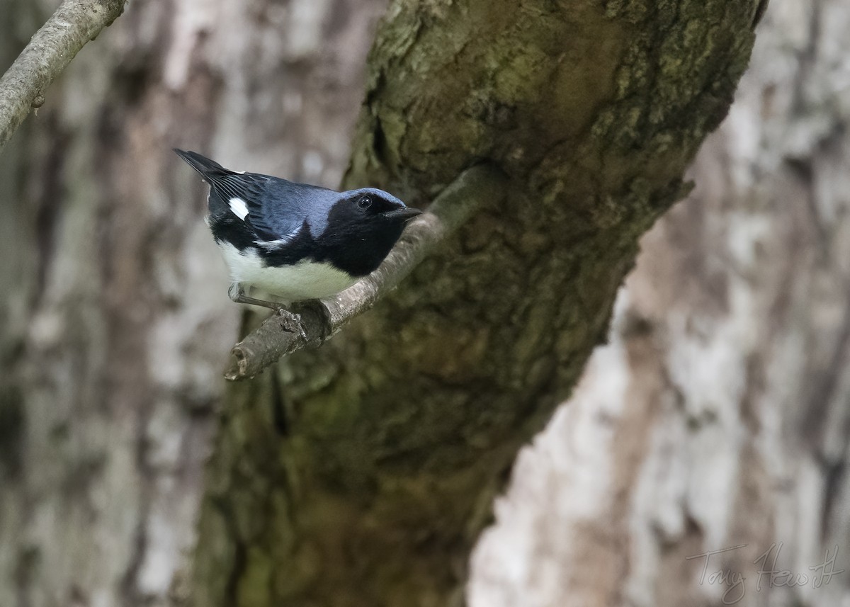 Black-throated Blue Warbler - ML444051531