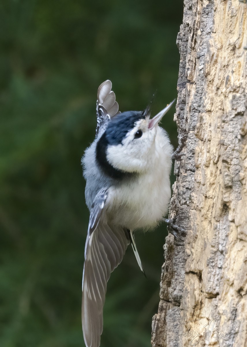 White-breasted Nuthatch - ML444052301