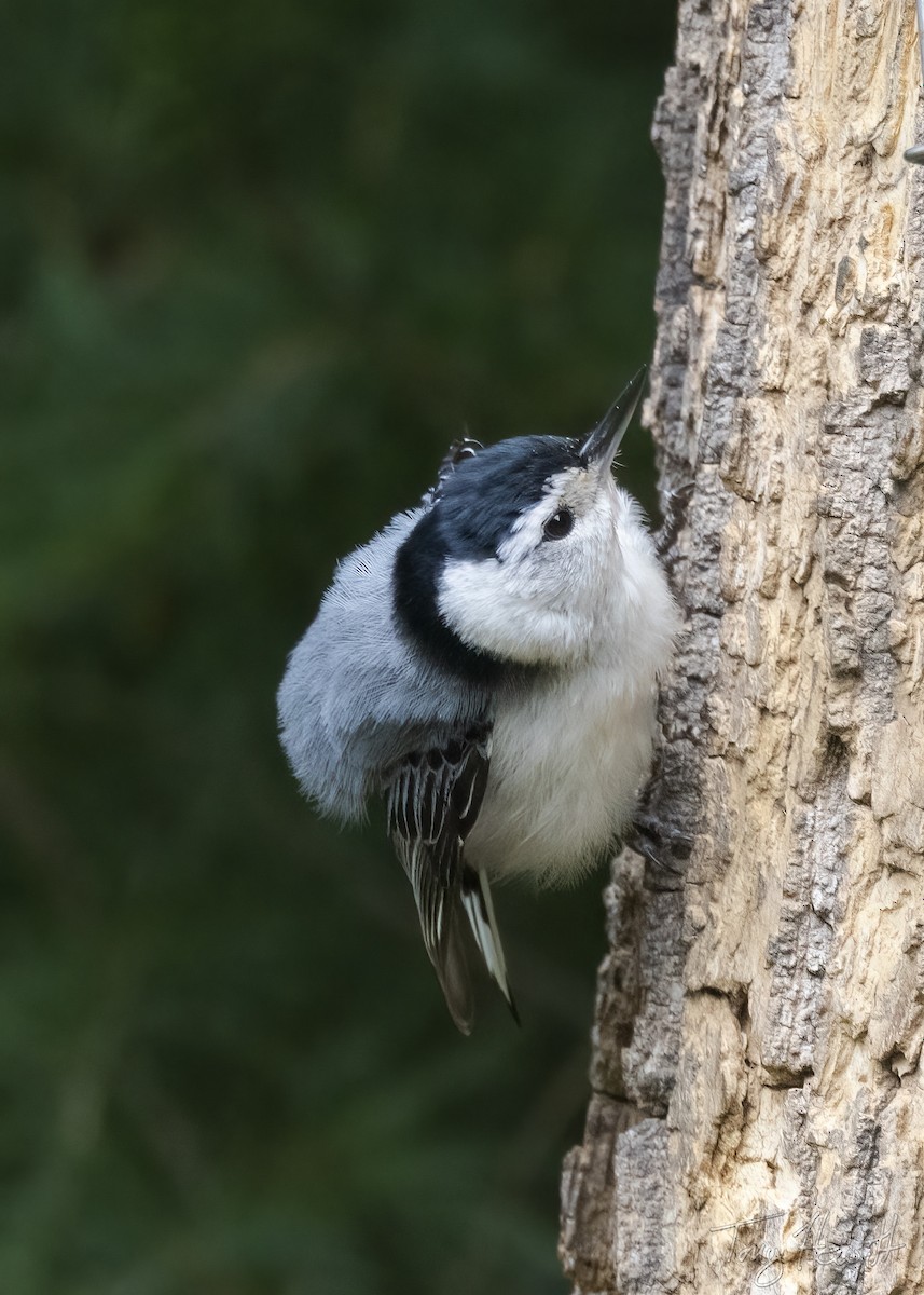 White-breasted Nuthatch - ML444052311