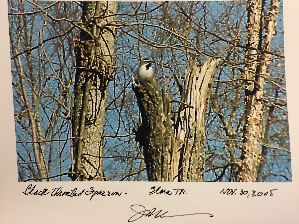 Black-throated Sparrow - ML44405241