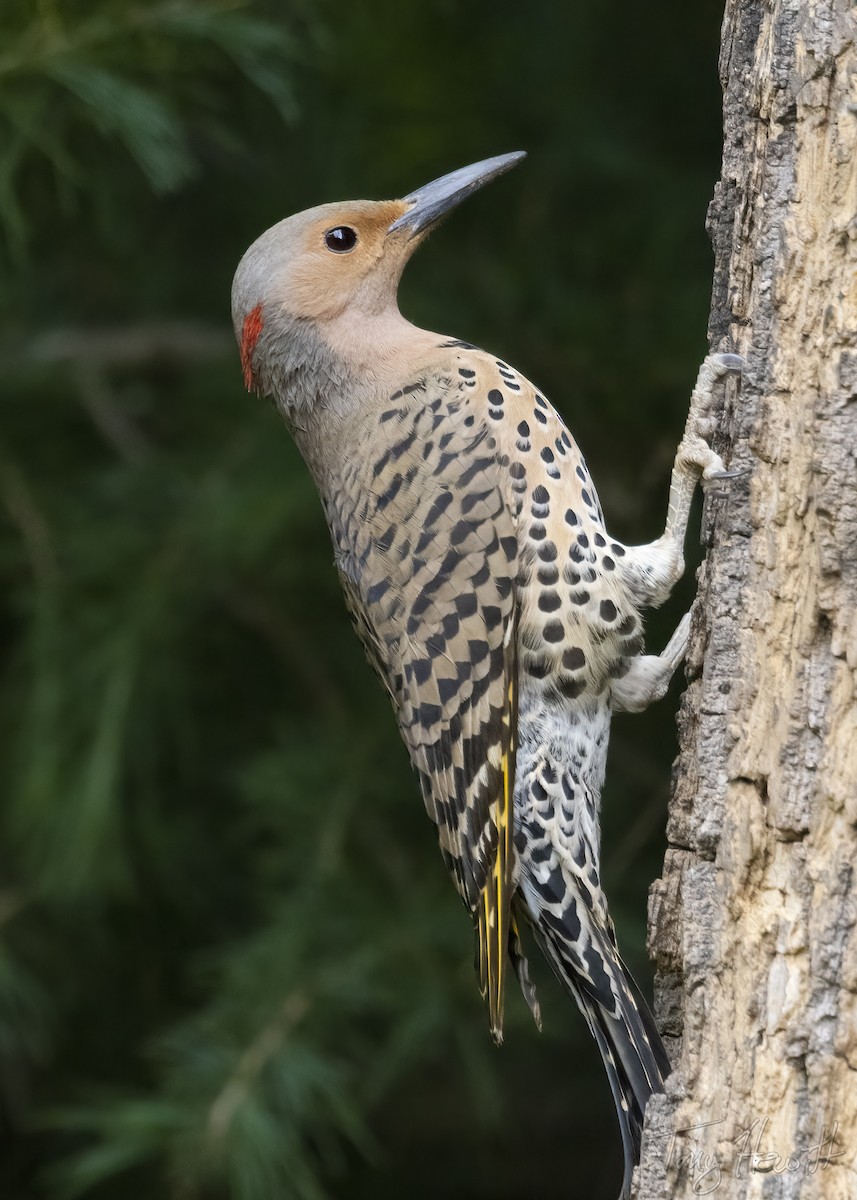 Northern Flicker - ML444052901