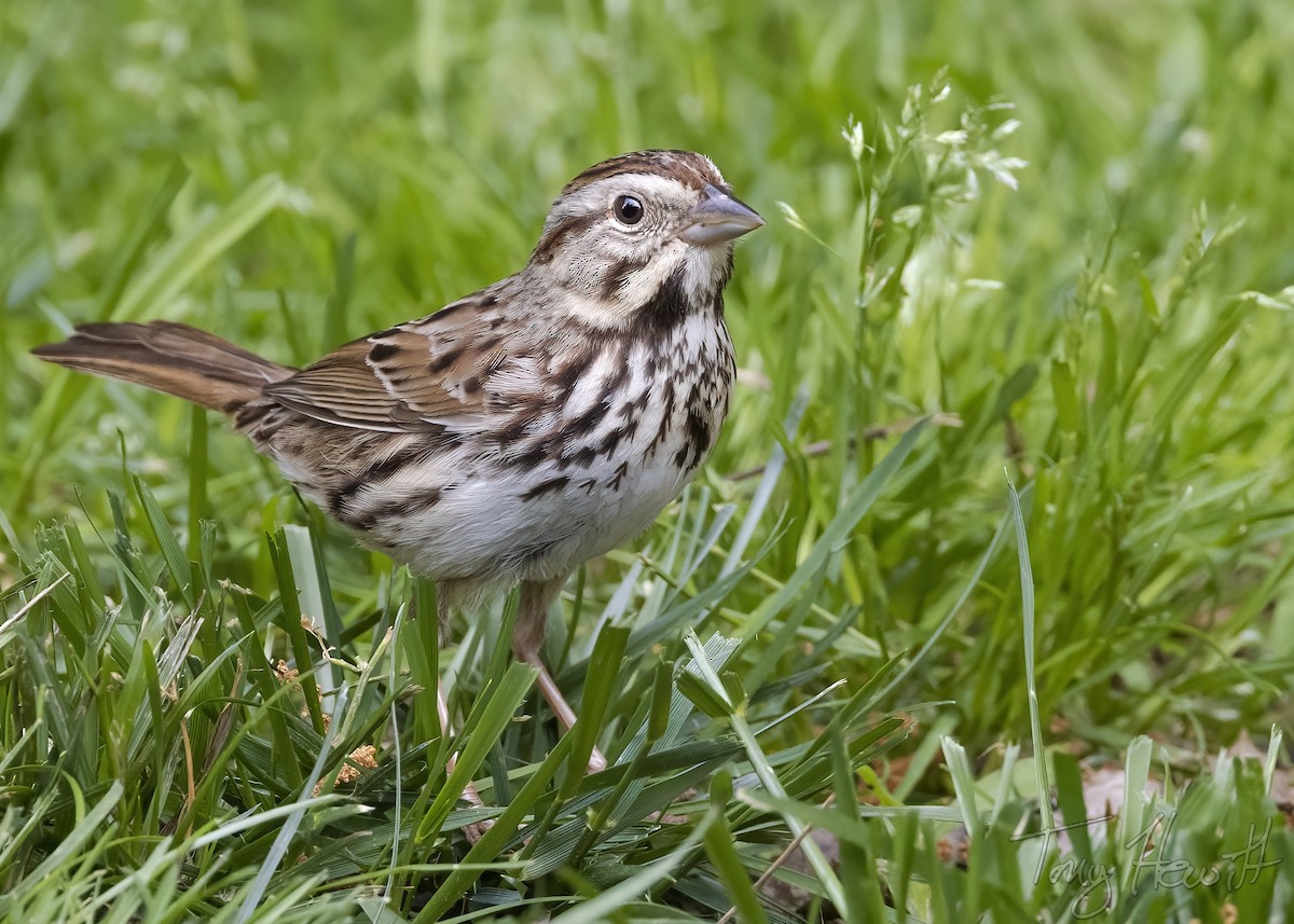 Song Sparrow - ML444053361