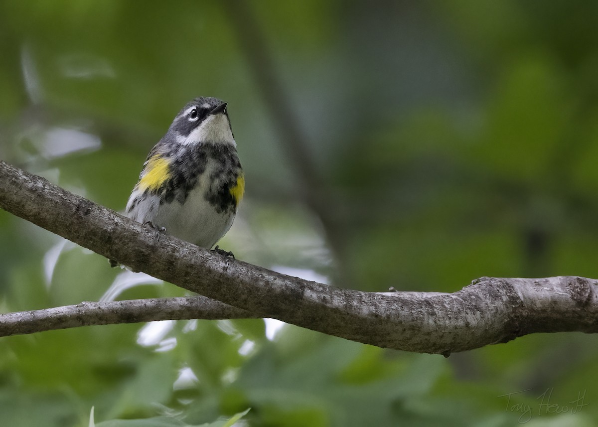 Yellow-rumped Warbler - ML444053551
