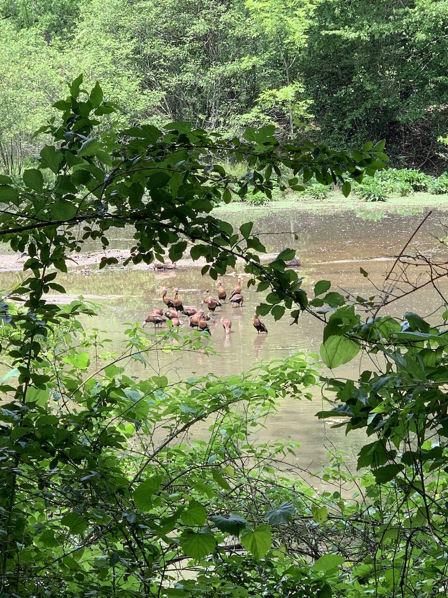 Black-bellied Whistling-Duck - ML444057341