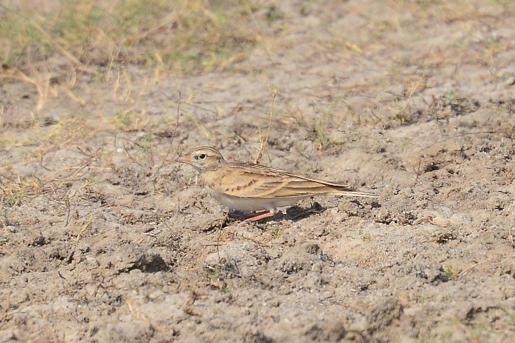 Mongolian Short-toed Lark - ML44405771