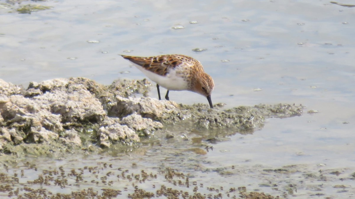 Little Stint - ML444059381