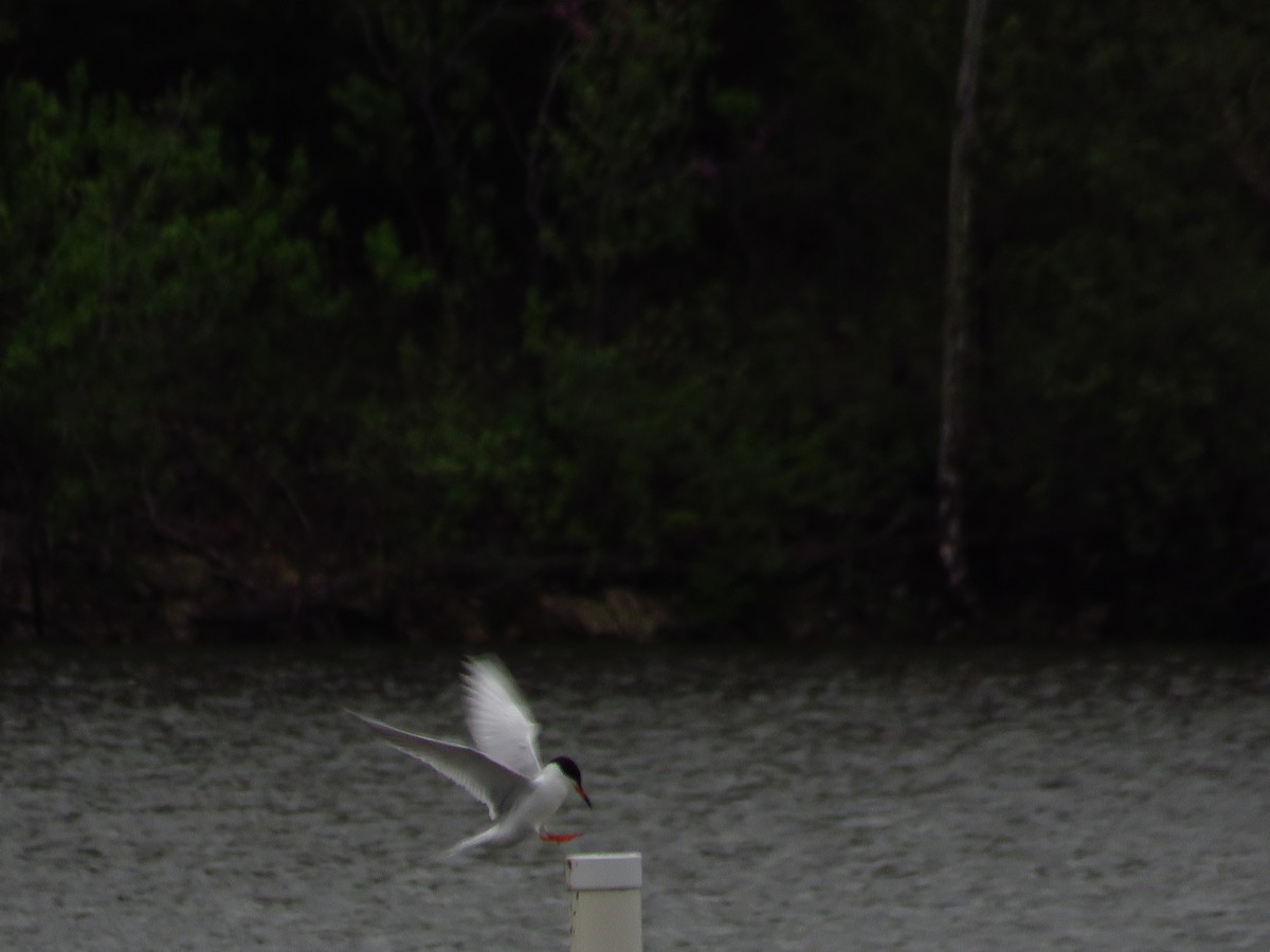 Forster's Tern - ML444059501