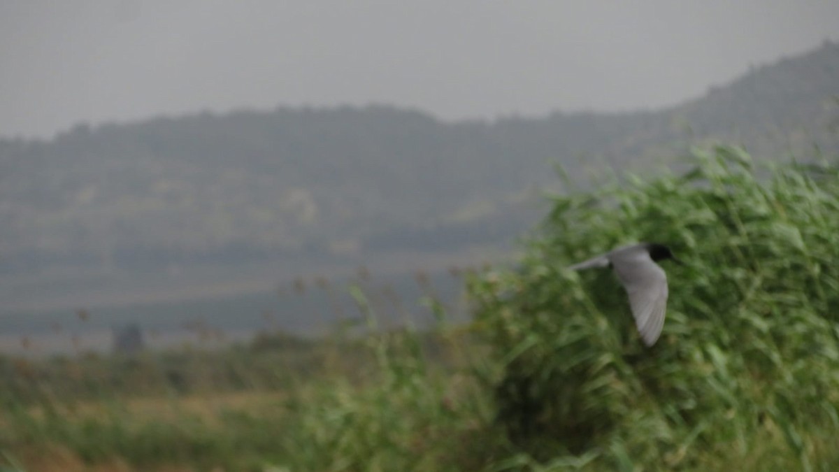 Black Tern - ML444059511