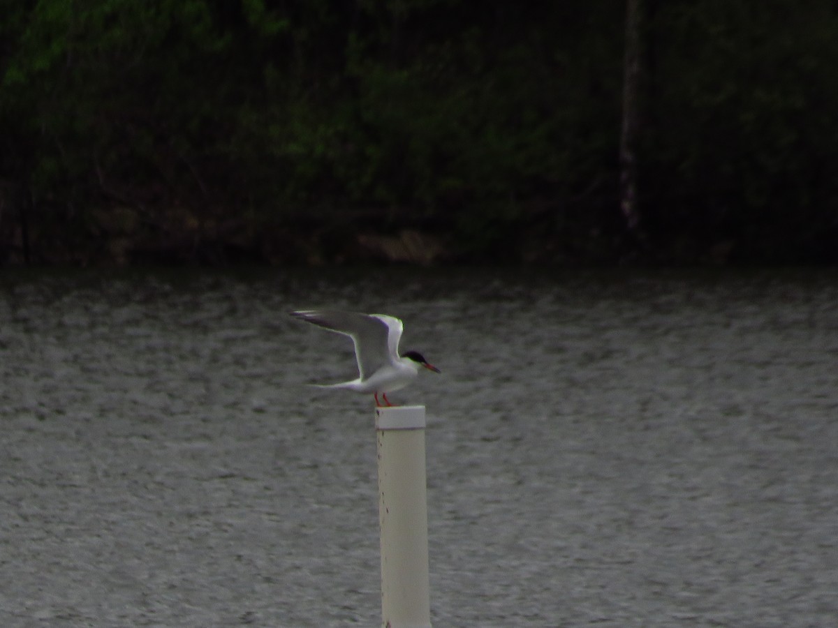 Forster's Tern - ML444059751