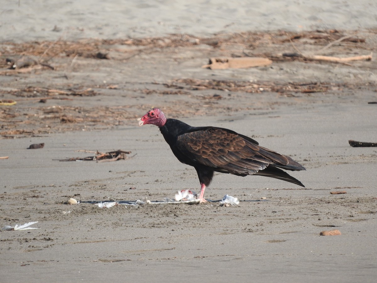 Turkey Vulture - ML44405991