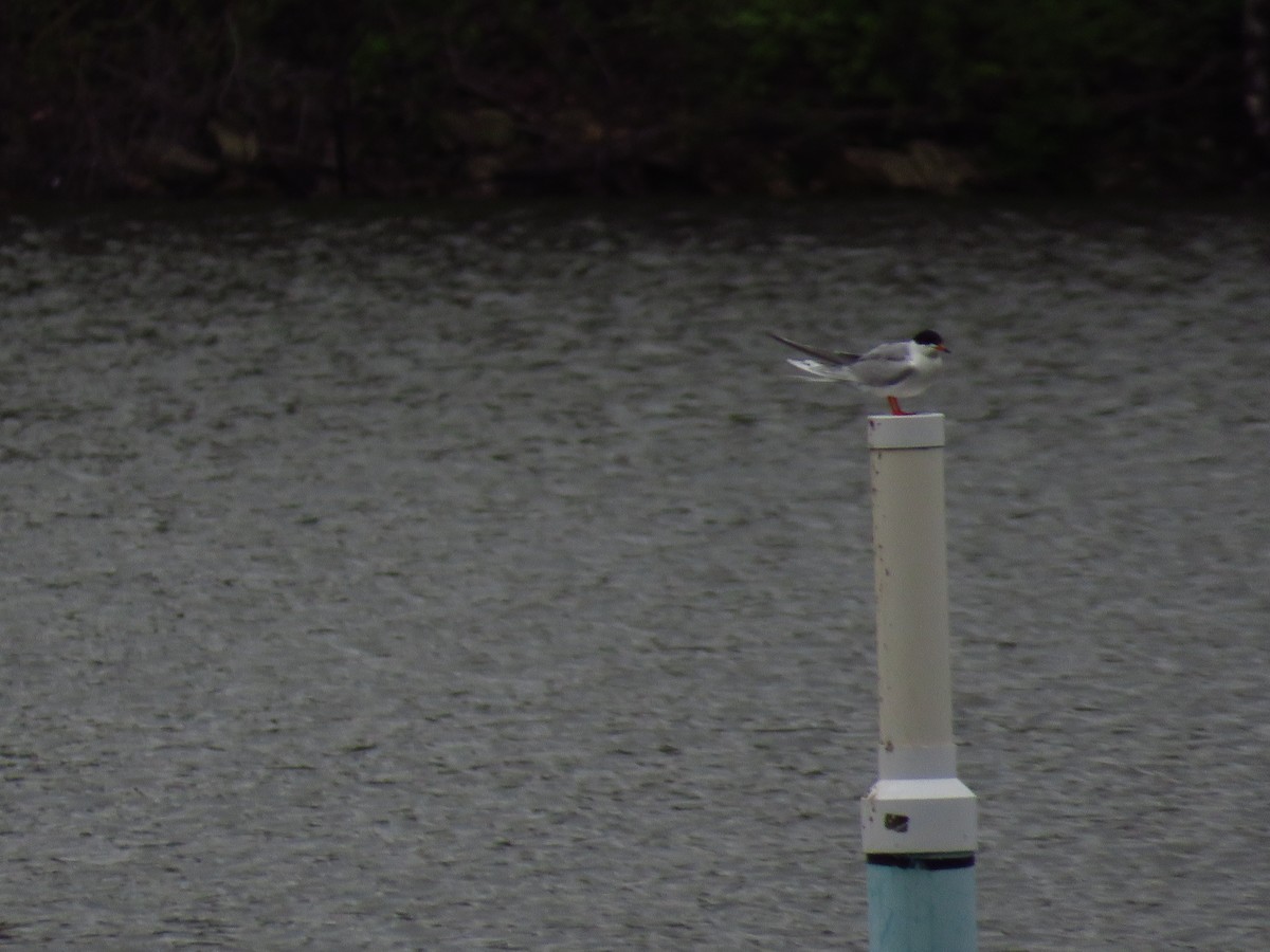 Forster's Tern - ML444059931