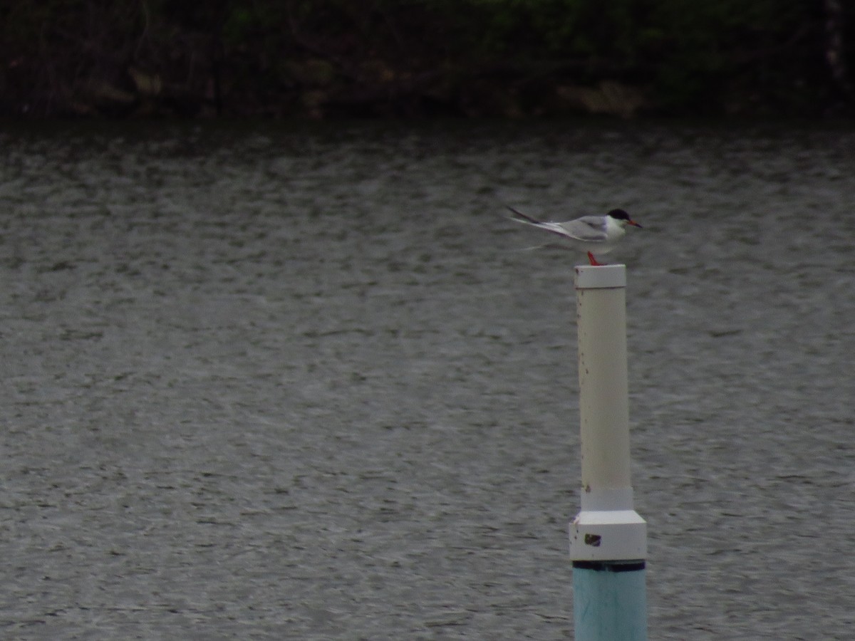 Forster's Tern - ML444059971