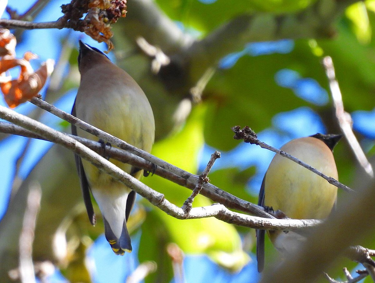 Cedar Waxwing - ML444060311