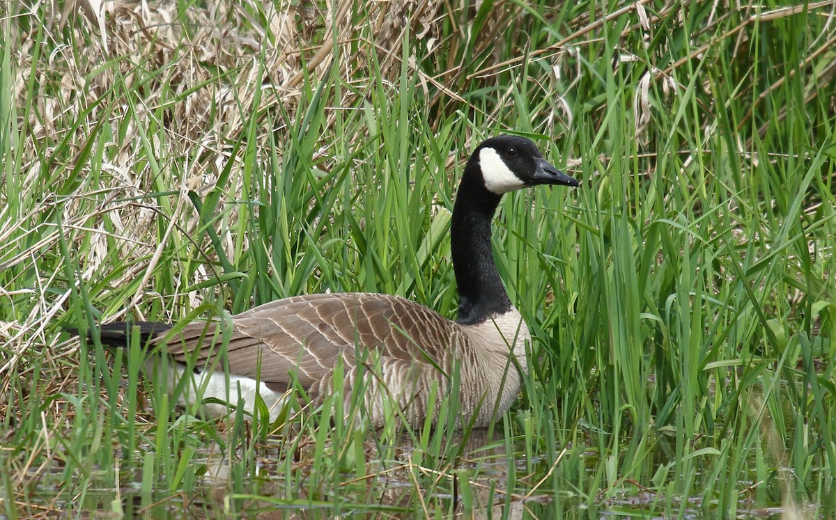 Canada Goose (moffitti/maxima) - Greg Gillson