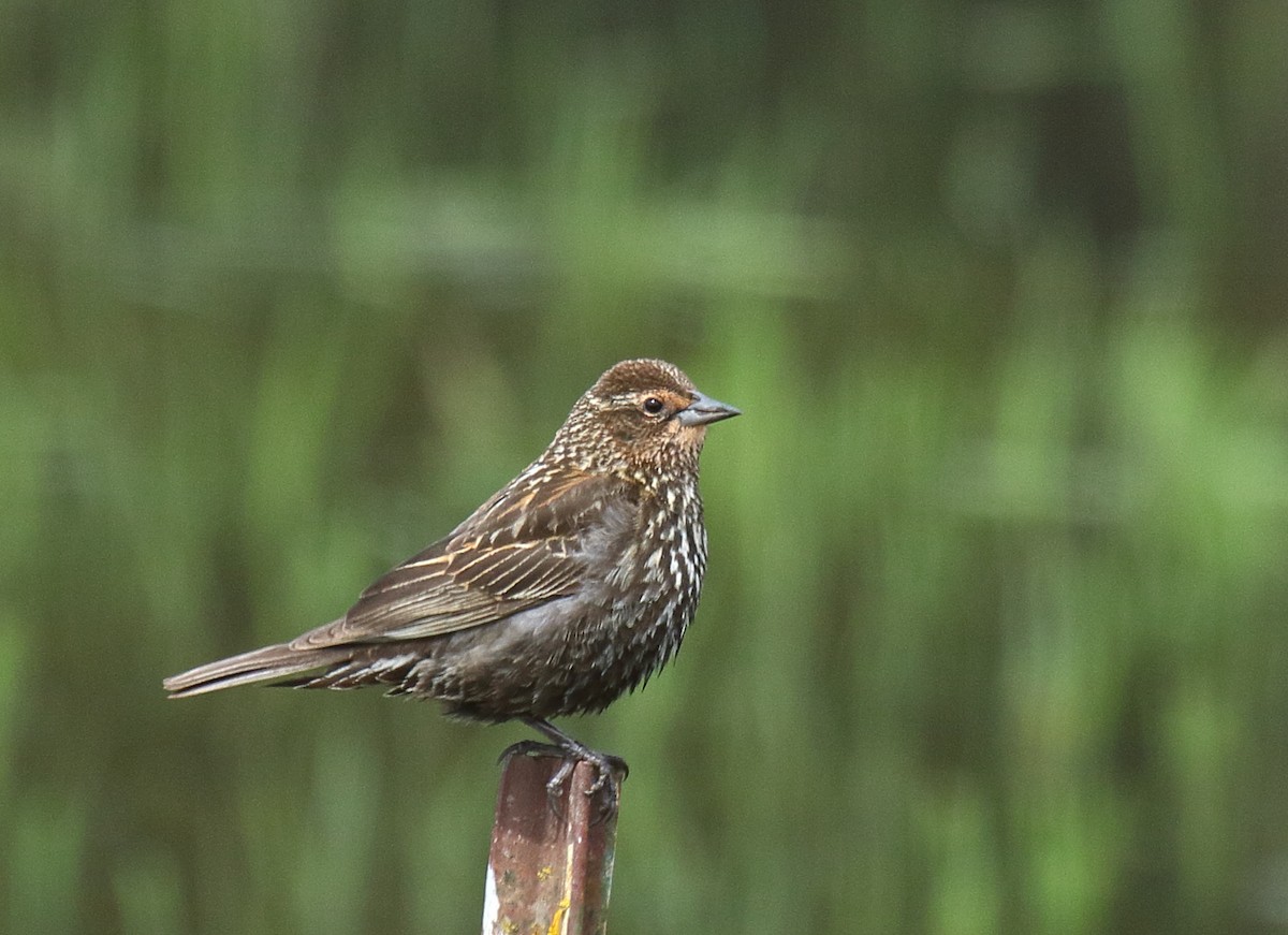 Red-winged Blackbird - ML444060441