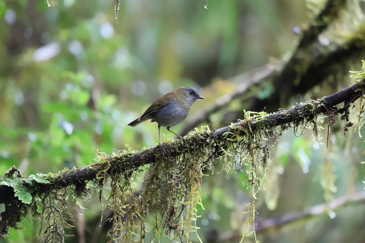 Black-billed Nightingale-Thrush - renzo sturmo