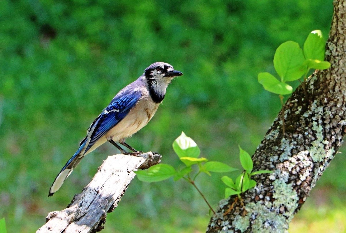 Blue Jay - ML444062201