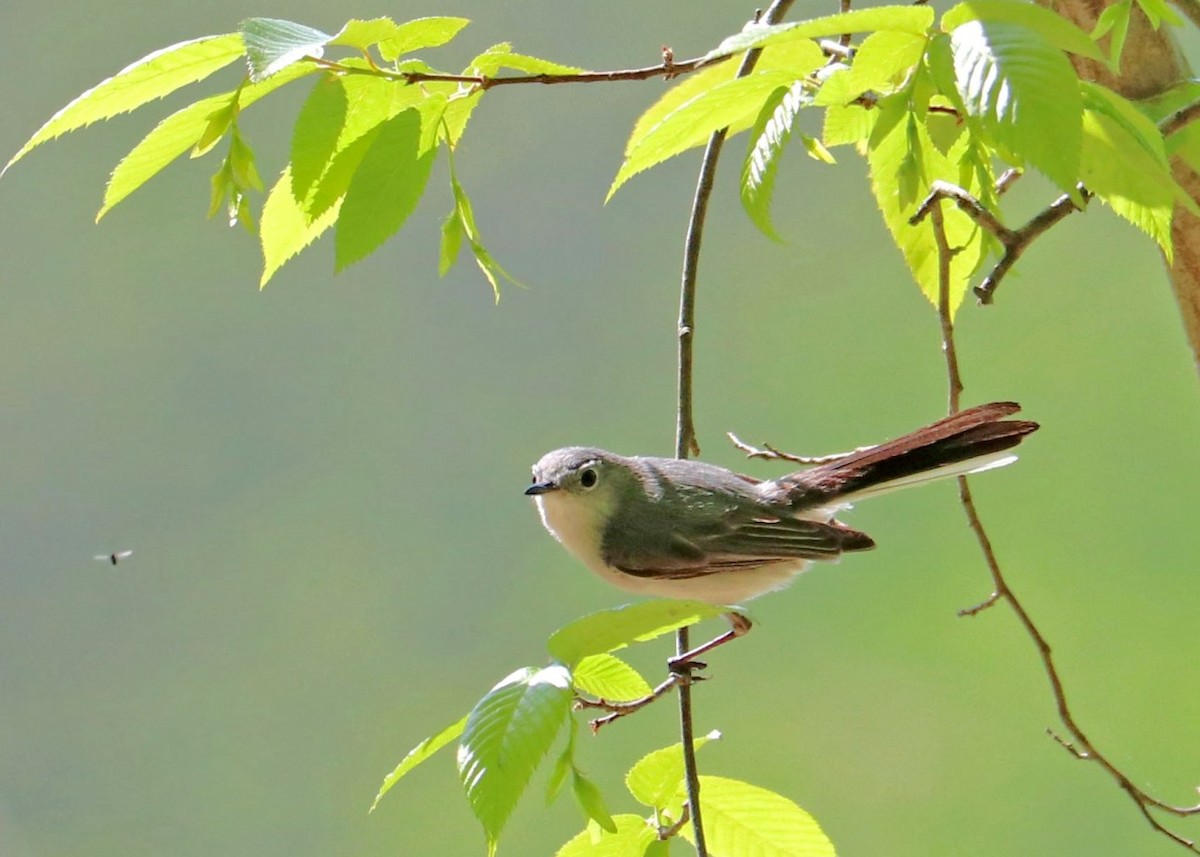 Blue-gray Gnatcatcher - ML444062301