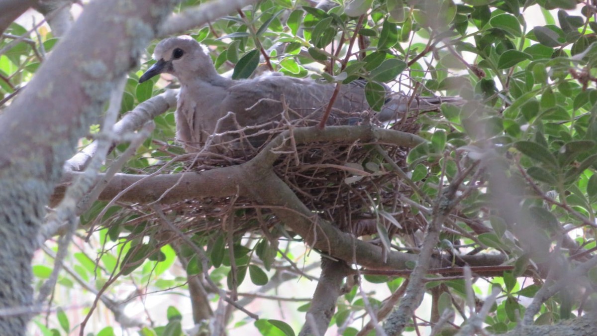 Eurasian Collared-Dove - ML444062311