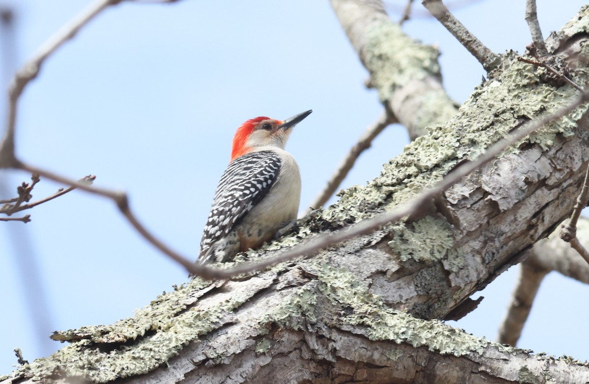 Red-bellied Woodpecker - Sea Williams