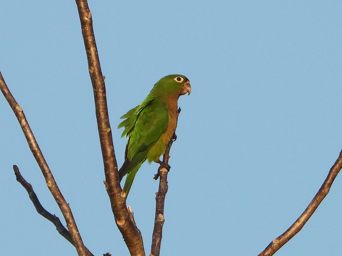 Olive-throated Parakeet (Aztec) - Barry Reed