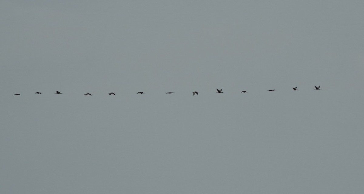 Glossy Ibis - ML444065461