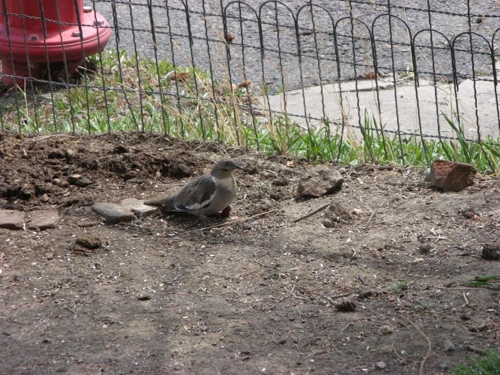 White-winged Dove - John Parker