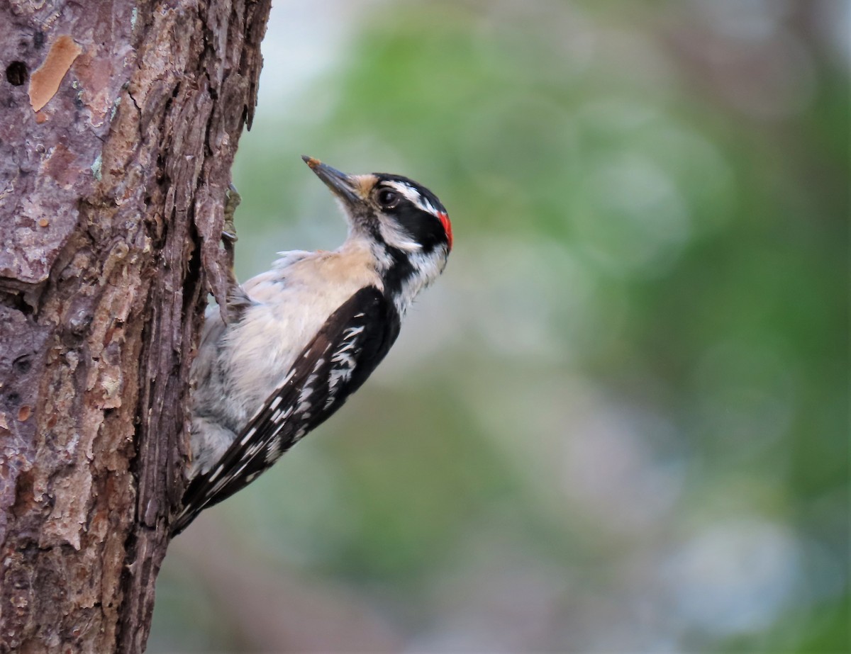 Downy Woodpecker - ML444066571