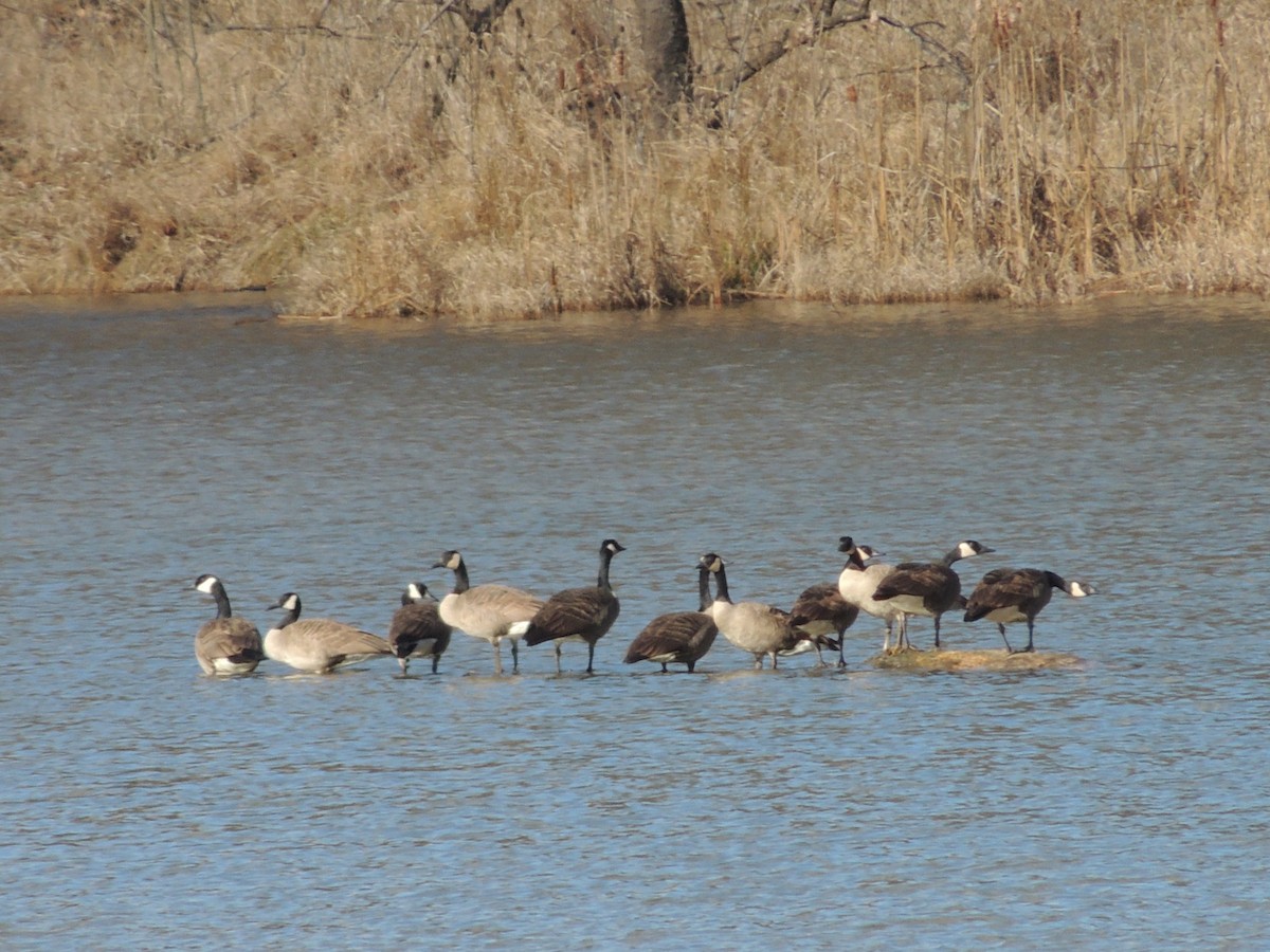 Canada Goose - Darrell  Good