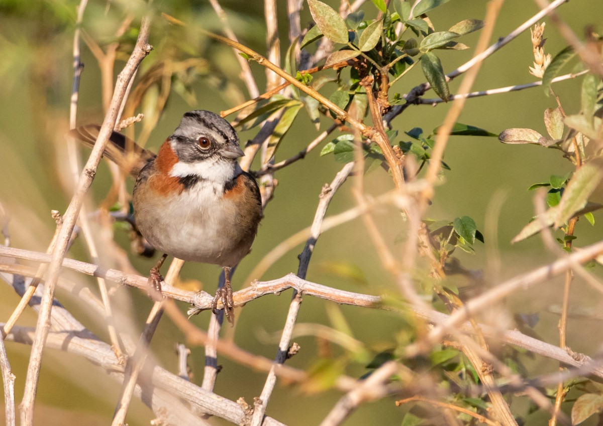 Rufous-collared Sparrow - Alexis Rojas Obando