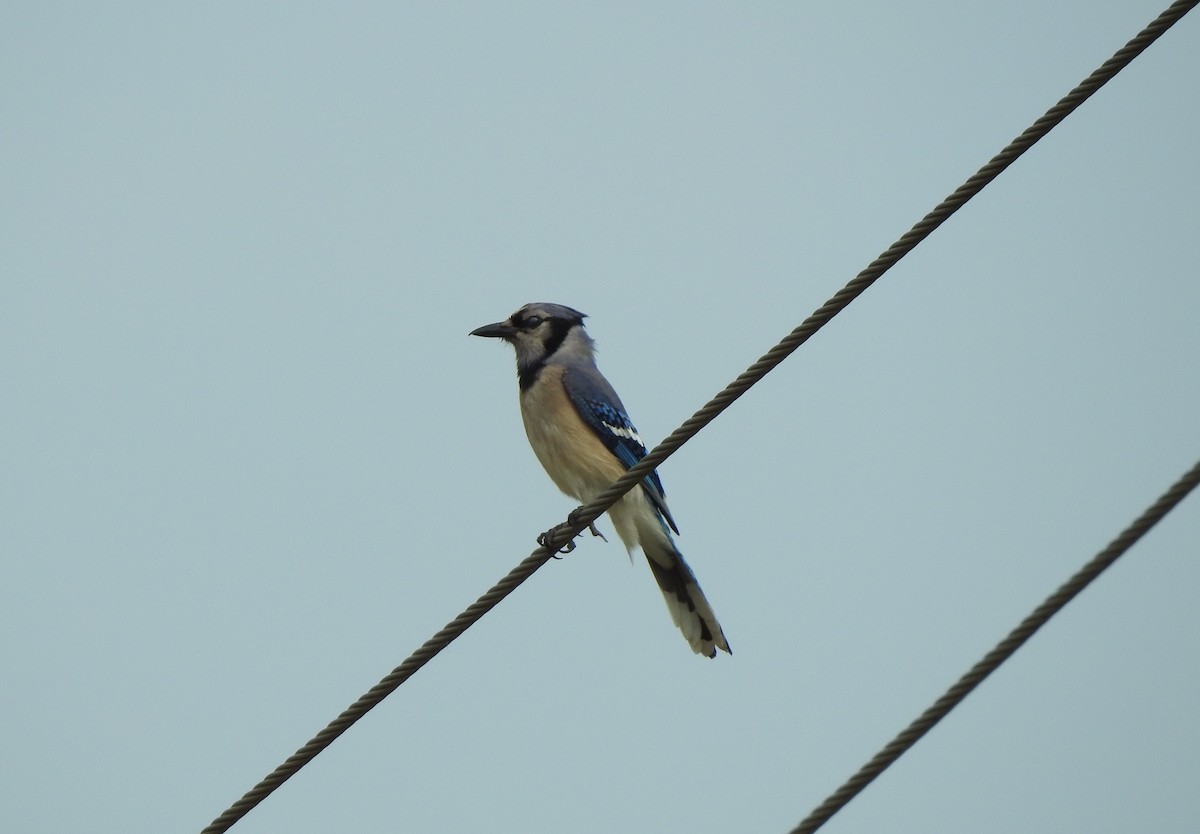 Blue Jay - ML444071711