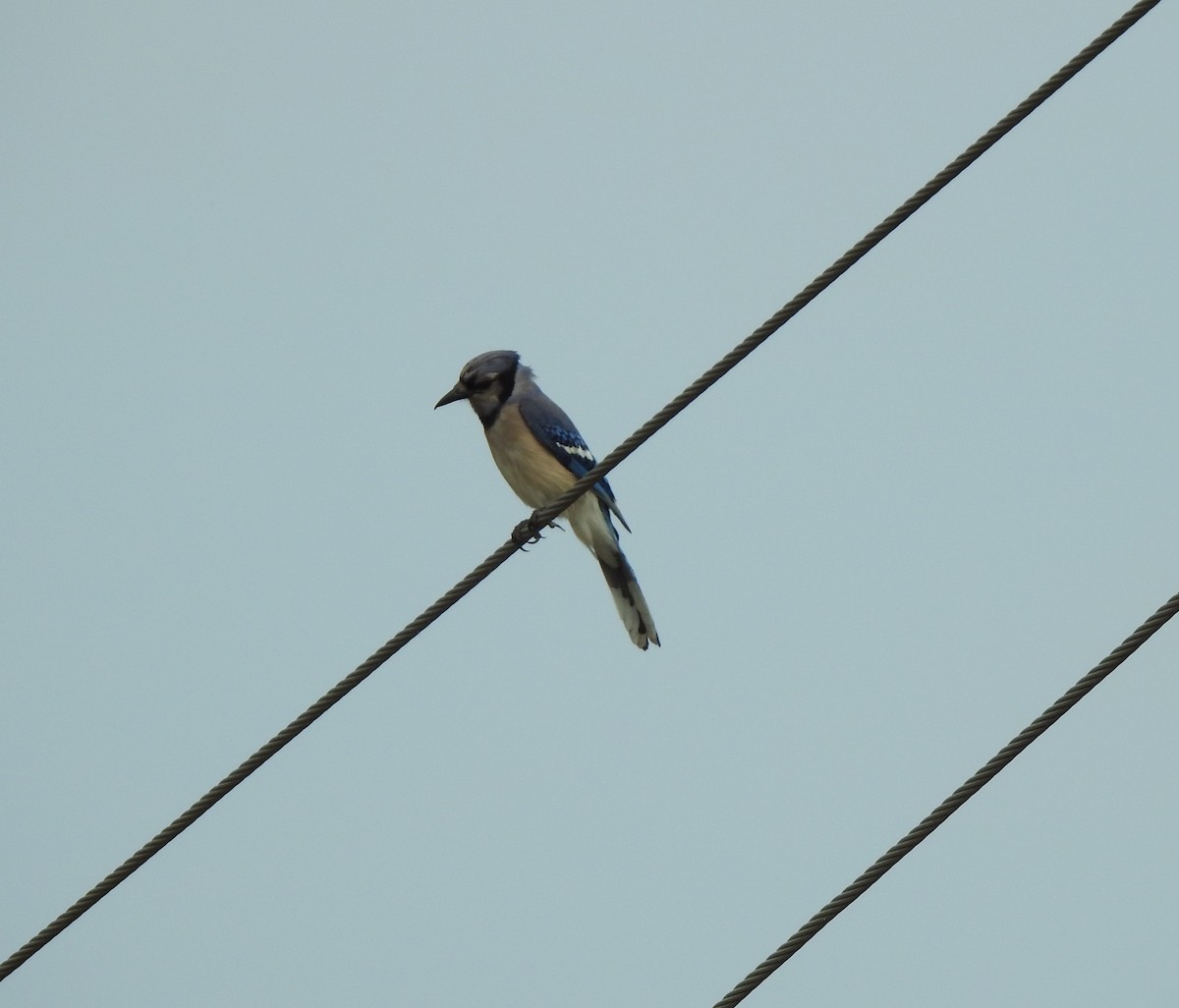 Blue Jay - ML444071721