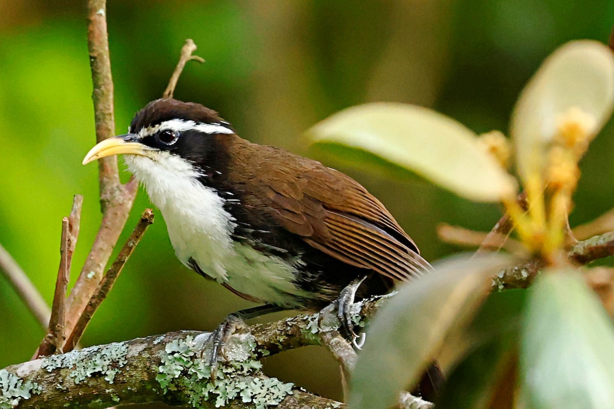 Indian Scimitar-Babbler - ML444072561