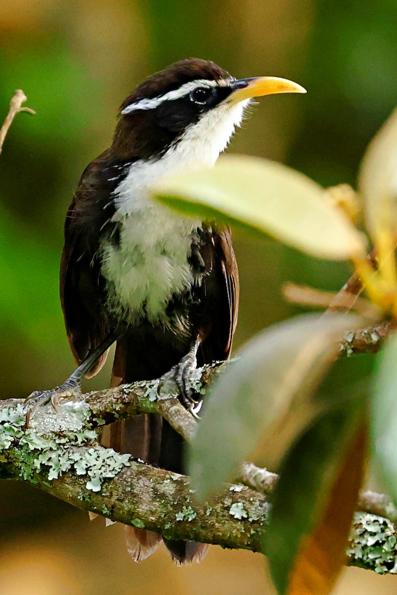 Indian Scimitar-Babbler - ML444072581