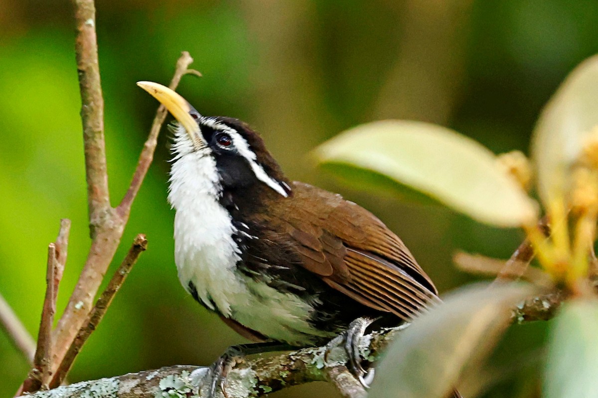 Indian Scimitar-Babbler - ML444072771