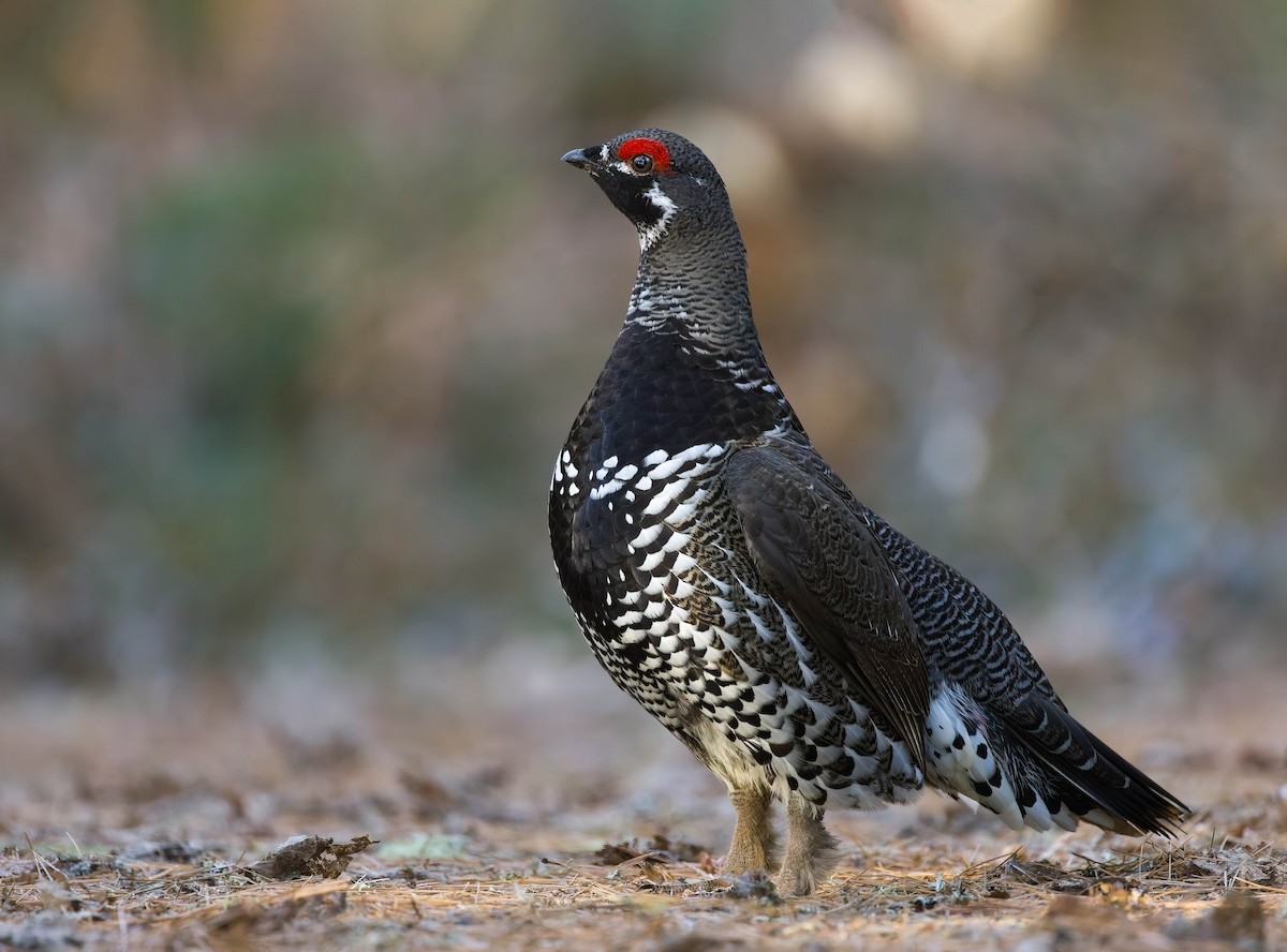 Spruce Grouse - ML444072851