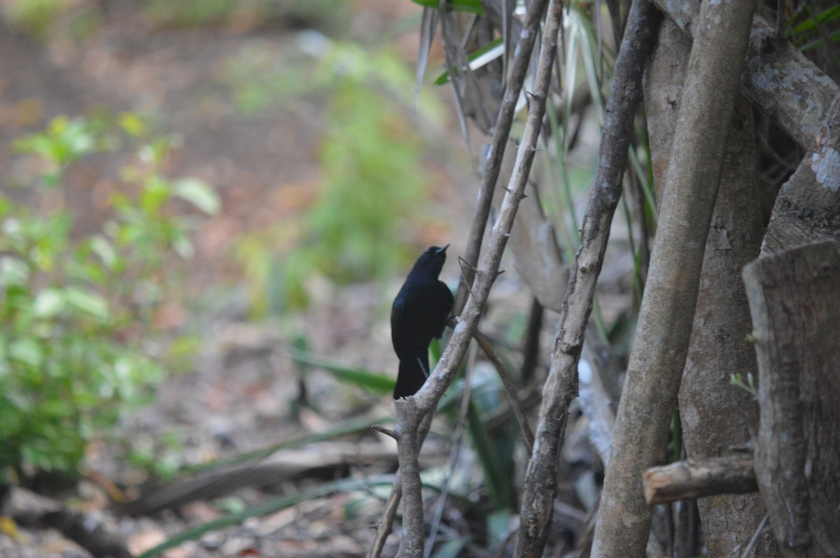 Black Catbird - ML44407441