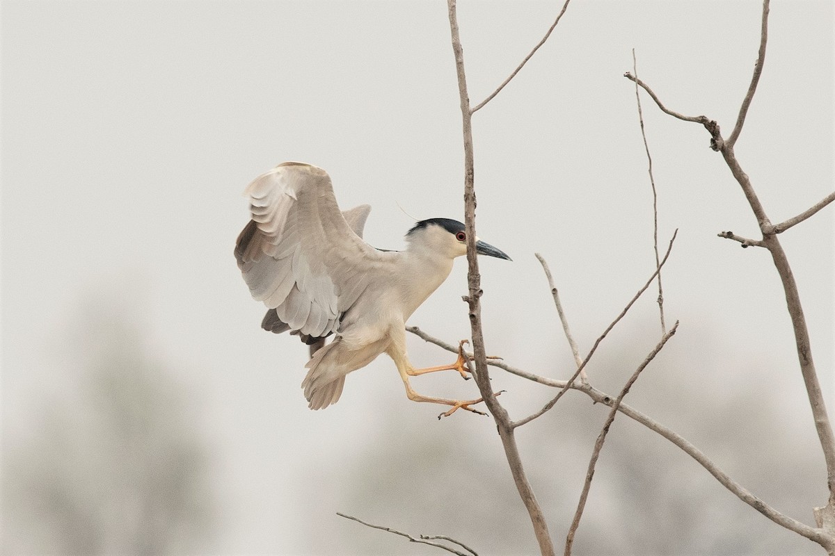 Black-crowned Night Heron - Steve Kruse