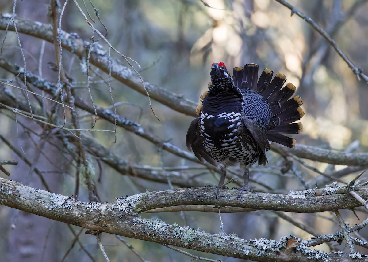 Spruce Grouse - Allanah Vokes