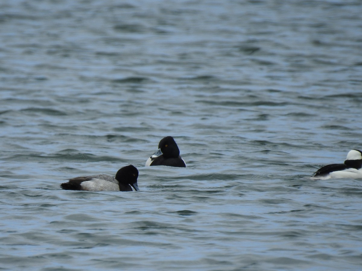 Ring-necked Duck x Greater Scaup (hybrid) - ML444075091