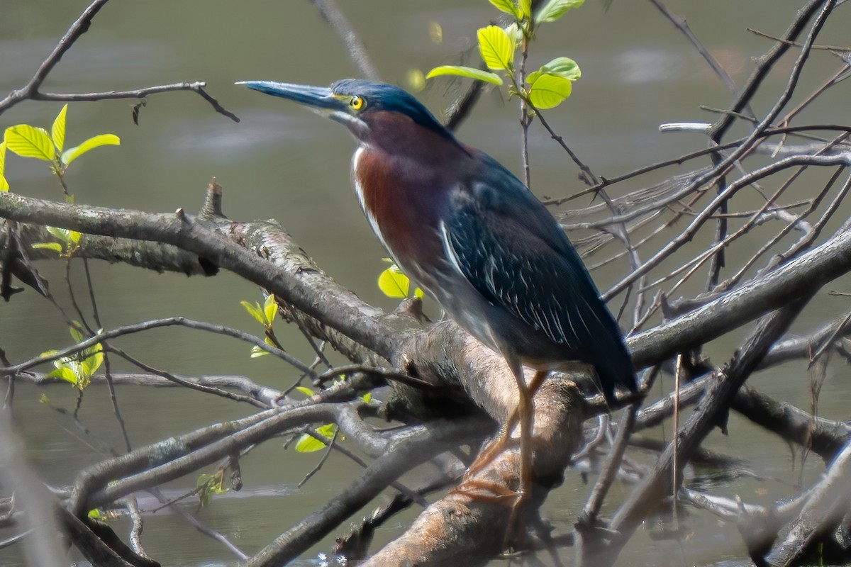 Green Heron - ML444075171