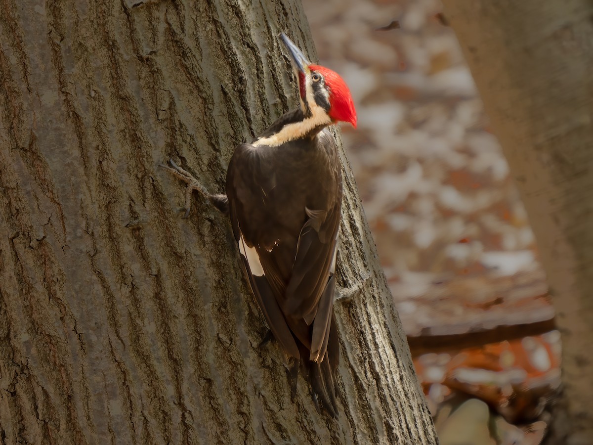 Pileated Woodpecker - Grant Price