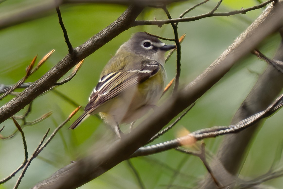 Mavi Başlı Vireo - ML444075911